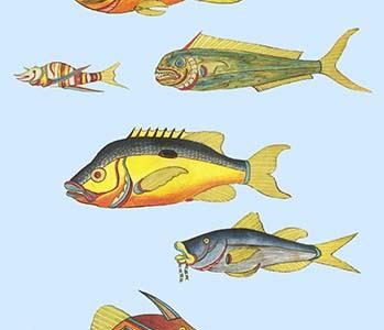 Rarest Curiosities of the Fish of the Indies