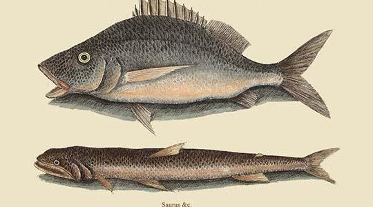 Perch or Margate Fish