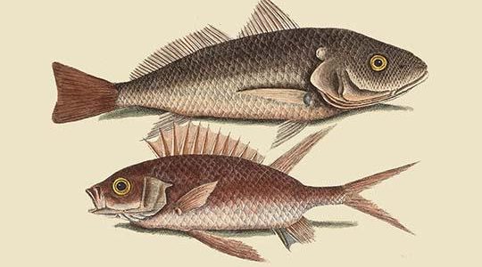 Red Sea Perch