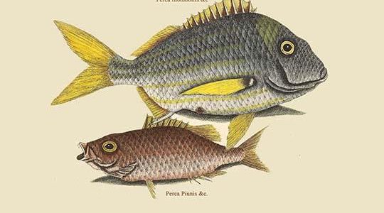 Pork Fish
