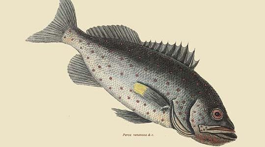 Rock Fish