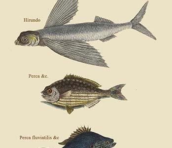 Flying Fish - Rudder Fish - Perch