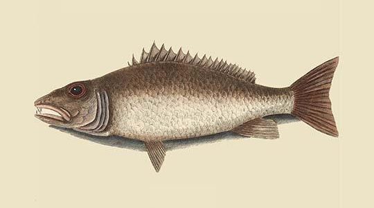 Mangrove Snapper