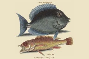 Tang & Yellow Fish