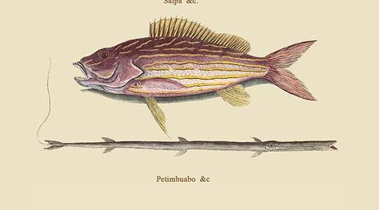 Large Snapper & Tobacco Pipe Fish