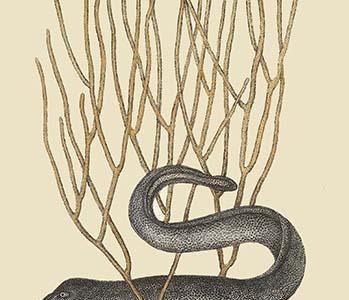 Black Moray Eel