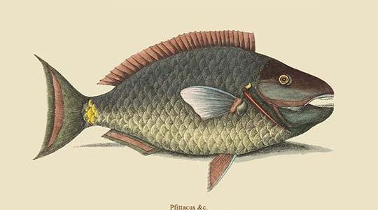Parrot Fish