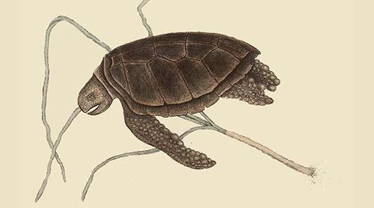 Green Turtle