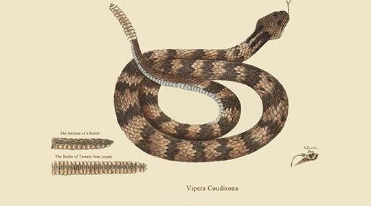 Rattlesnake