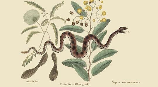 Small Rattlesnake