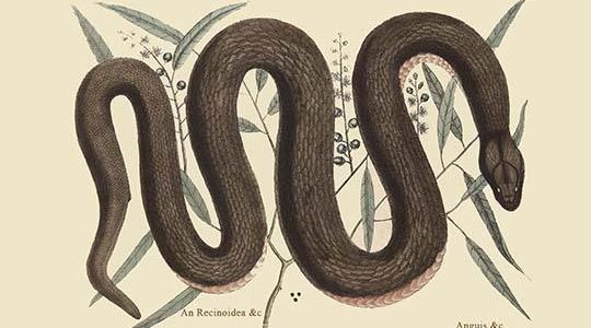 Copper Belly Snake
