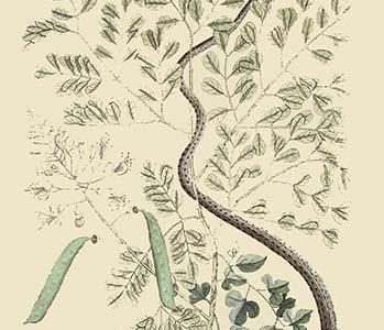 Spotted Ribbon Snake