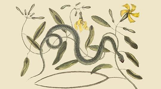 Green Spotted Snake