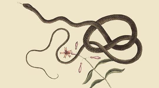 Coach Whip Snake