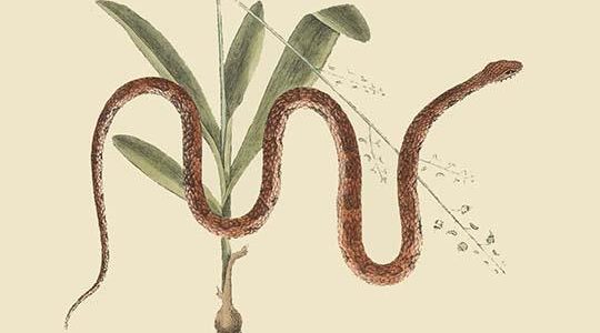 Corn Snake