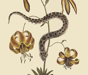 Hog Nosed Snake