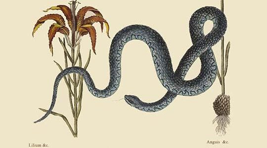 Wampum Snake