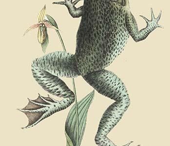 Bull Frog