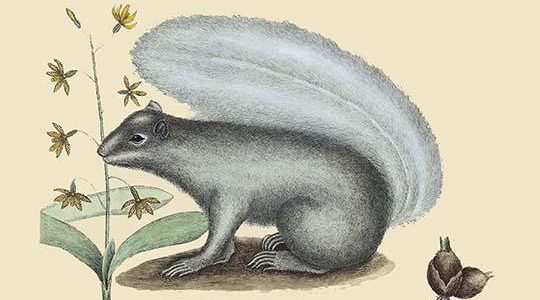 Gray Squirrel