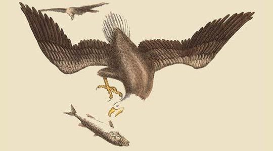 Bald Eagle