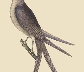 Swallow Tail Hawk