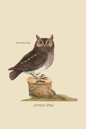 Little Owl