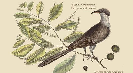 Carolina Cuckoo