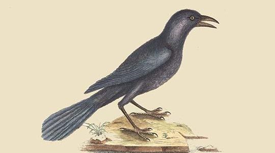Purple Jackdaw