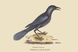 Purple Jackdaw