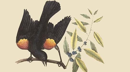Red Wing Starling