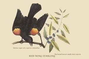 Red Wing Starling