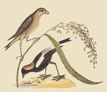 Ricebird
