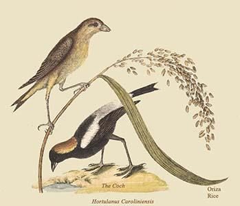 Ricebird