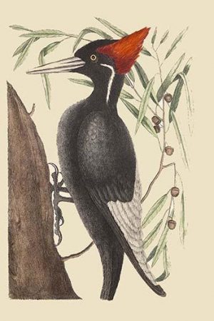 Large White Billed Woodpecker