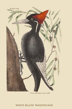 Large White Billed Woodpecker