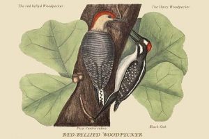 Red Bellied Woodpecker