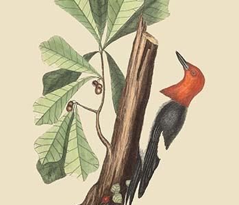 Red Headed Woodpecker