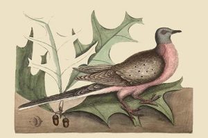 Passenger Pigeon