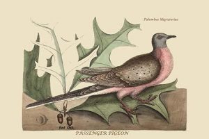 Passenger Pigeon