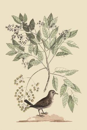 Ground Dove