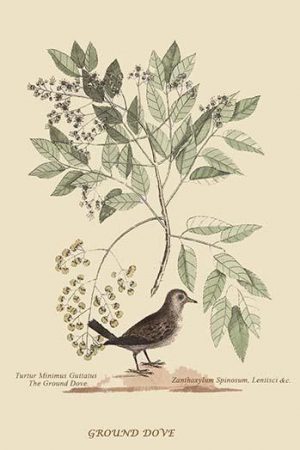 Ground Dove