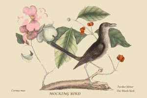 Mocking Bird