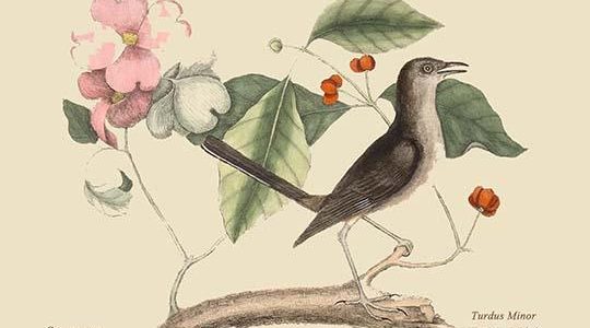 Mocking Bird