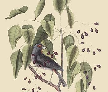 Purple Grosbeak