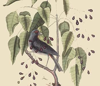 Purple Grosbeak