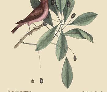 Purple Finch