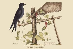 Purple Martin