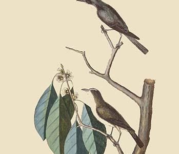 Little Brown Flycatcher