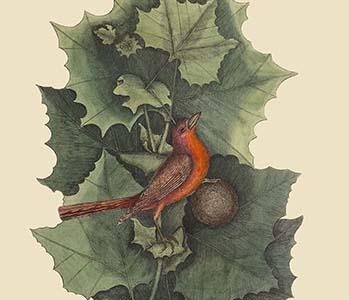 Summer Redbird