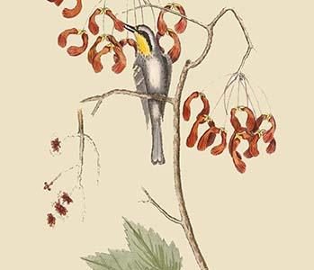 Yellow Throated Creeper